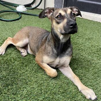 Dakota 9690 -  Mixed Breed Dog for Adoption in Loxahatchee Groves, Florida - Dakota 9690 | PetCurious