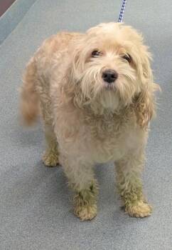 Harrison -  Maltese and Mixed Breed Dog for Adoption in Taylorsville, North Carolina - Harrison | PetCurious