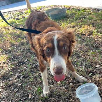 Queenie -  Australian Shepherd Dog for Adoption in Buchanan Dam, Texas - Queenie | PetCurious