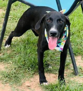 Cherry $85 -  Labrador Retriever and Mixed Breed Dog for Adoption in Seneca, South Carolina - Cherry $85 | PetCurious