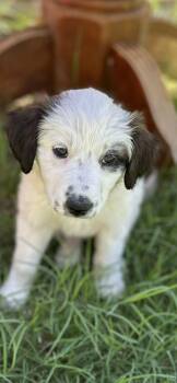 Border Collie Dogs Available for Adoption - Phillie | PetCurious