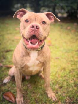 Rescue American Staffordshire Terrier Dogs for Adoption in Navarre, Florida - Jimmy | PetCurious
