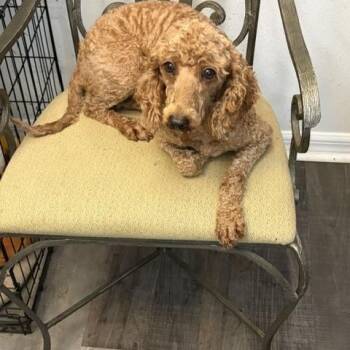 Penny -  Goldendoodle Dog for Adoption in Maitland, Florida - Penny | PetCurious