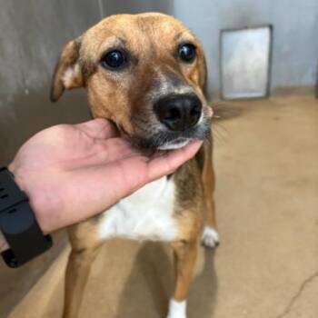 Shepherd and Mixed Breed Dogs Available for Adoption in Corpus Christi, Texas - Chica | PetCurious