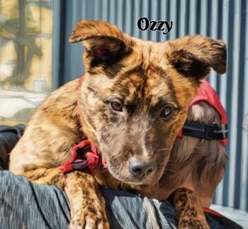 Rescue Mountain Cur and Mixed Breed Dogs for Adoption in North Richland Hills, Texas - Ozzy | PetCurious