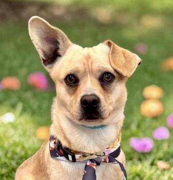 Corgi and Chihuahua Dogs Available for Adoption in Perry, Iowa - Chester | PetCurious
