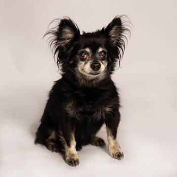 Romeo -  Chihuahua Dog for Adoption in Port Richey, Florida - Romeo | PetCurious