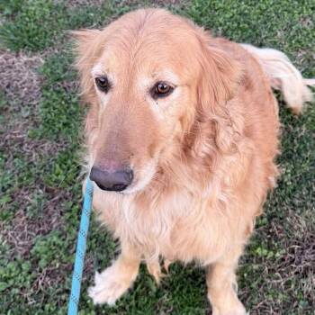 Golden Retriever Dogs Available for Adoption - Katie | PetCurious