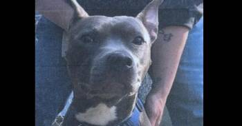 Rabbit Freeport -  Pit Bull Terrier Dog for Adoption in Westbury, New York - Rabbit Freeport | PetCurious