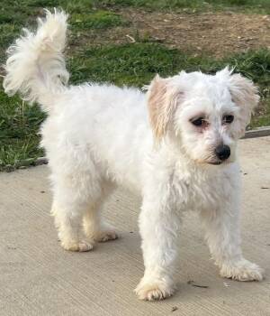 Bichon Frise Dogs Available for Adoption - Courtesy Posting Cookie | PetCurious