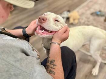 Pit Bull Terrier and American Staffordshire Terrier Dogs Available for Adoption - Leroy Lap Lovin Brown | PetCurious