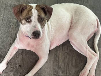 Rescue Pointer Dogs for Adoption in Aurora, Colorado - Solita #1 | PetCurious
