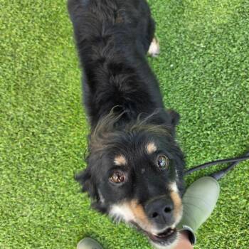Mixed Breed Dogs Available for Adoption in Binghamton, New York - Tango | PetCurious