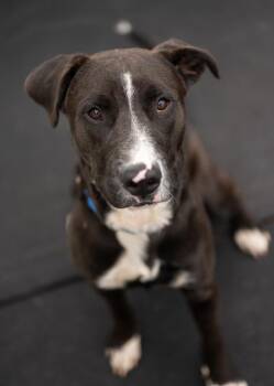 Parker -  Labrador Retriever and Bull Terrier Dog for Adoption in Stratham, New Hampshire - Parker | PetCurious