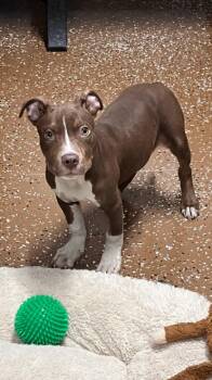 Pit Bull Terrier and Mixed Breed Dogs Available for Adoption in Jackson, Tennessee - Jabarkus | PetCurious