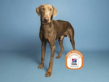 DANNY -  Doberman Pinscher Dog for Adoption in Phoenix, Arizona - DANNY | PetCurious