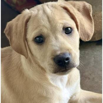 DOGWOOD -  Terrier Dog for Adoption in Norwalk, Connecticut - DOGWOOD | PetCurious