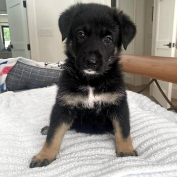 Sylvester the Cat -  German Shepherd Dog Dog for Adoption in Freeport, Florida - Sylvester The Cat | PetCurious