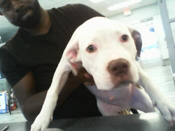 Pit Bull Terrier Dogs Available for Adoption in Charlotte, North Carolina - MOO | PetCurious