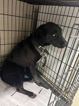 Dusty -  Labrador Retriever Dog for Adoption in Hopkinsville, Kentucky - Dusty | PetCurious