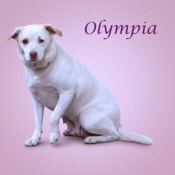 Cattle Dog Dogs Available for Adoption in Lebanon, Tennessee - Olympia D26-099 | PetCurious