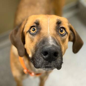 Phoebe -  German Shepherd Dog Dog for Adoption in Durango, Colorado - Phoebe | PetCurious