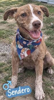Sendero -  Pit Bull Terrier and Mixed Breed Dog for Adoption in Zimmerman, Minnesota - Sendero | PetCurious