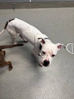 Marshall -  Pit Bull Terrier Dog for Adoption in Bloomington, Indiana - Marshall | PetCurious