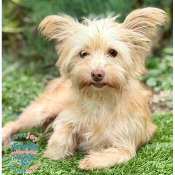 Rescue Terrier and Miniature Poodle Dogs for Adoption in Inglewood, California - Dorothy | PetCurious