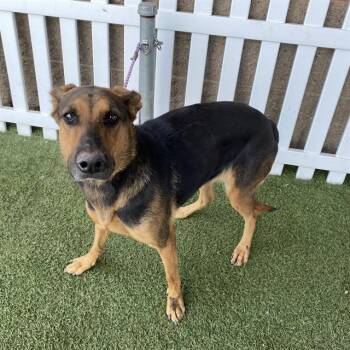 A614086 -  Doberman Pinscher and German Shepherd Dog Dog for Adoption in Modesto, California - A614086 | PetCurious