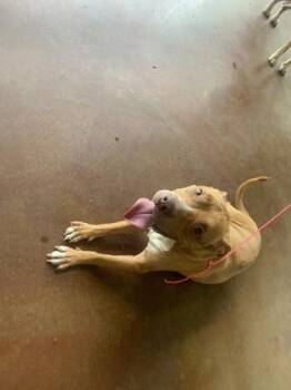 Red -  Pit Bull Terrier and Mixed Breed Dog for Adoption in New Orleans, Louisiana - Red | PetCurious