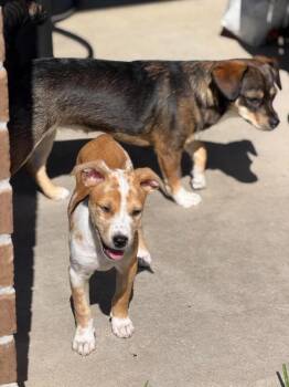 Angel -  Mixed Breed Dog for Adoption in Saugus, Massachusetts - Angel | PetCurious