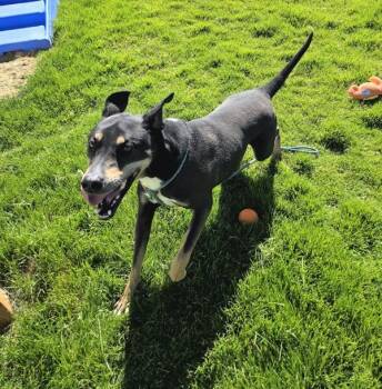 Tucker  46554 -  Labrador Retriever and Doberman Pinscher Dog for Adoption in Pocatello, Idaho - Tucker  46554 | PetCurious