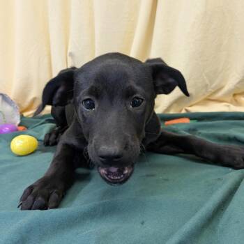 Mixed Breed Dogs Available for Adoption - Fox | PetCurious