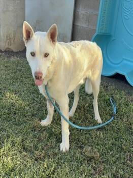 ASH -  German Shepherd Dog Dog for Adoption in Riverside, California - ASH | PetCurious
