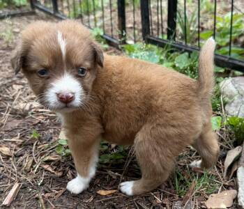Asher  -  Mixed Breed Dog Available for Adoption in Madison, Wisconsin - Asher  | PetCurious