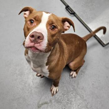 Max -  Pit Bull Terrier Dog for Adoption in Duncan, Oklahoma - Max | PetCurious