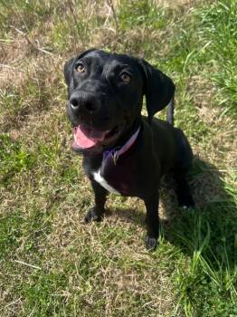 Labrador Retriever and Mixed Breed Dogs Available for Adoption - Marigold | PetCurious