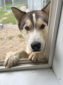 Buddy -  Siberian Husky Dog for Adoption in Virginia, Minnesota - Buddy | PetCurious