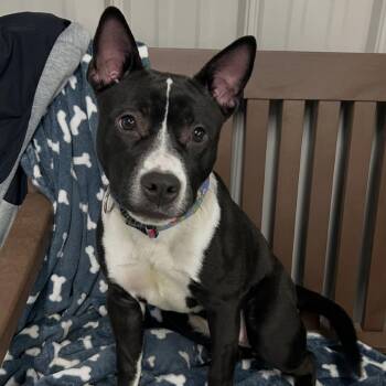 Mixed Breed Dogs Available for Adoption - Minnie | PetCurious