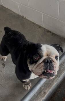 English Bulldog Dogs Available for Adoption - Dobby | PetCurious