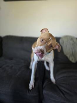 Svetlana -  Pit Bull Terrier Dog for Adoption in New London, Wisconsin - Svetlana | PetCurious