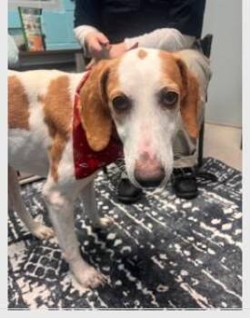 Hound Dogs Available for Adoption - Coretta | PetCurious