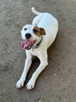 Pit Bull Terrier and Mixed Breed Dogs Available for Adoption in Riverside, California - GEORGE | PetCurious