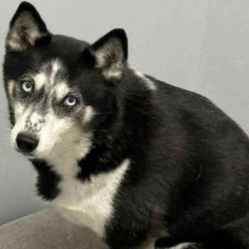 Klee Kai Dogs Available for Adoption - Lightening | PetCurious
