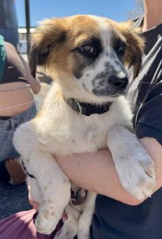 Australian Shepherd Dogs Available for Adoption - Oliver | PetCurious