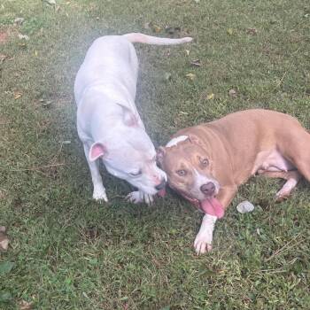 Creamsicle -  Mixed Breed Dog for Adoption in Auburn, Alabama - Creamsicle | PetCurious