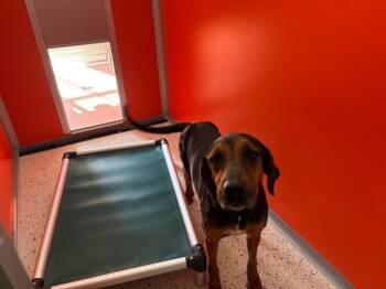 Hound and Foxhound Dogs Available for Adoption in Providence Forge, Virginia - Willow | PetCurious
