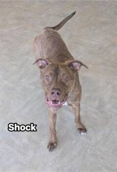 SHOCK -  Mastiff and Pit Bull Terrier Dog for Adoption in Akron, Ohio - SHOCK | PetCurious
