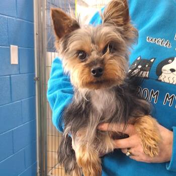 Yorkshire Terrier Dogs Available for Adoption - Cash | PetCurious